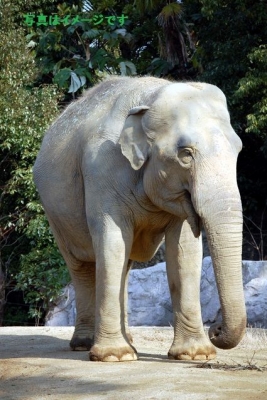 スリン・エレファント・ラウンドアップ・ショー(Surin Elephant Round-Up Show):タイ