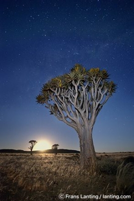 コニカミノルタプラザ特別企画展 　フランス・ランティング写真展「LIVING EARTH」 