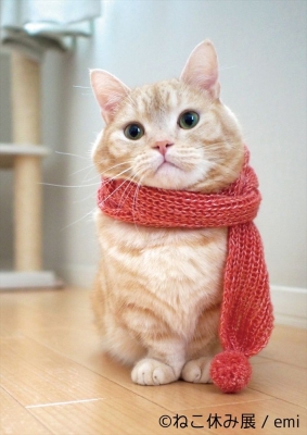 「ねこ休み展」 in  広島