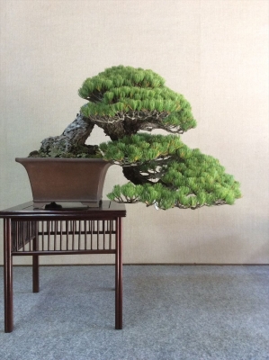 盆栽カフェ
