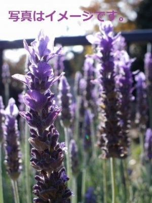 ラベンダー祭り（Corso de la Lavande）：フランス