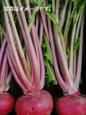 レーベヒルビ(蕪のランプ祭り)Räbechilbi 2014:スイス