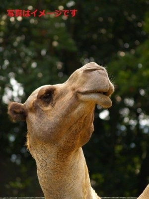 ラクダレスリング(Camel Wrestling in Selcuk)2015:トルコ