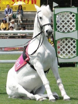 馬祭り(Feria del Caballo)：スペイン