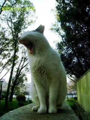 猫祭り　クチンフェスティバル2014：（Kuching Festival）：マレーシア