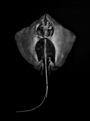 湯沢英治写真展「REAL BONES S」
