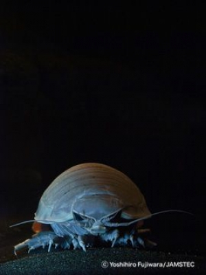 超・深海展2014 - “海底散歩” 暗闇の中で美世界に出会う - 