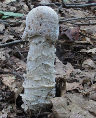 キノコナイト　vol.4