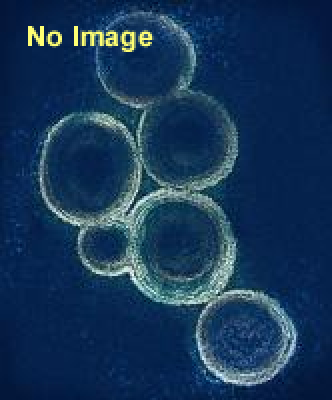 『もやしもん』最終⑬巻発売記念　春のもやしもん展 in 勝どき