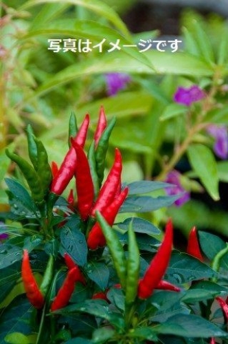 Hot & Spicy Food Festival 2013:カナダ