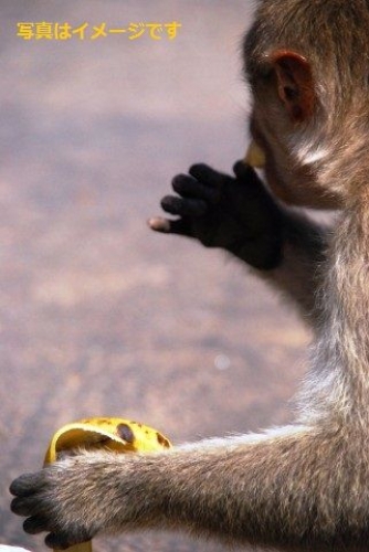モンキー・ビュッフェ・フェスティバル(Lopburi Monkey Buffet Festival):タイ
