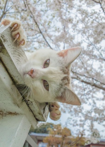 【島ねこぽん発売記念イベント!】　ニャンか用ですか？