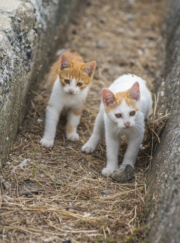 【島ねこぽん発売記念イベント!】　こねこの冒険