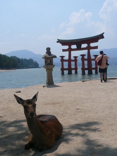 広島　厳島神社（大鳥居と鹿）