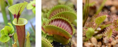 食虫植物のひみつ展