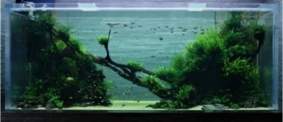 呼吸でめぐる、水族館