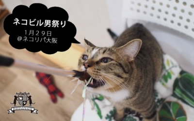 ネコビル男祭り～来れメンズ！～