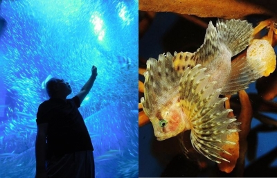 荒俣宏の魚観察(うおのぞき)ナイト２～魚観察磯遊びカルチャー化計画！