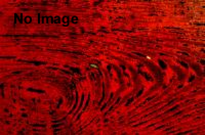 謎解きゲーム・リアル戦国トリック　第5弾　岡崎城編　“家康公を救出せよ！！”