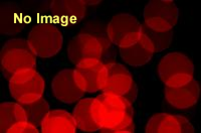 橋本恵美子写真展　薔薇イズム　