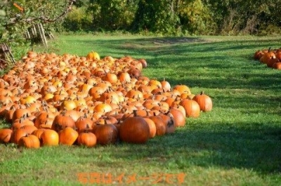 バーンズビル　カボチャ祭り（Barnesville Pumpkin Festival）：アメリカ