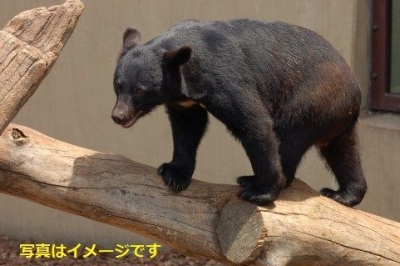 熊のカーニバル（The Carnival of the Bears in Andenne ）：ベルギー