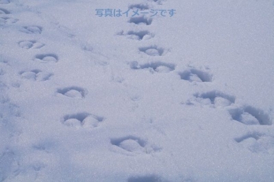 サンモリッツ　雪上ポロ（Cartier Polo World Cup on Snow）：スイス