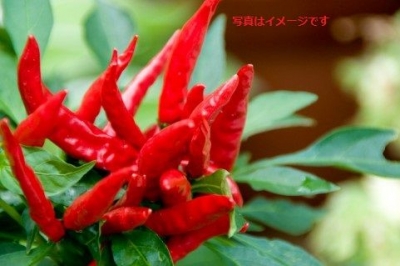 第10回テニアン・ホットペッパー・フェスティバル：北マリアナ諸島