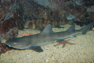 トークイベント 「サメ女子会」