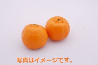 女王の日　オランダ　～街がオレンジに染まる～