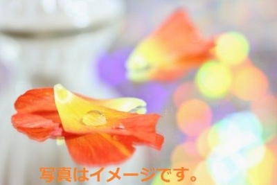 イタリア：ジェンツァーノ　花祭り・インフィオラータ（Infiorata）