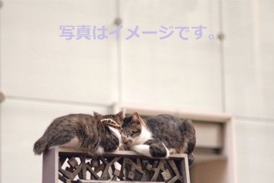 双子祭り（Twins Days Festival）：アメリカ