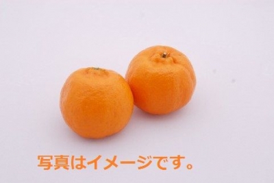 オレンジ祭り　La Battaglia delle Arance　Storico Carnevale di Ivrea（Battle of the Oranges）：イタリア