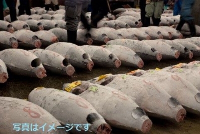 世界マグロ投げ選手権2014（World Champion Tuna Toss Competiton）：オーストラリア