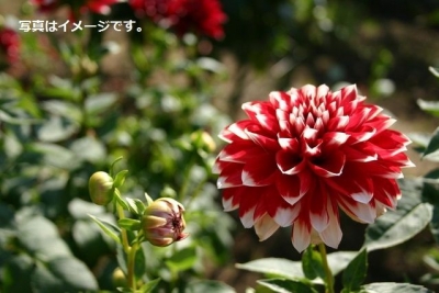 春の祝日‘3月おばあちゃん’（Baba Marta）：ブルガリア