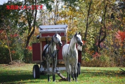 ロード・メイヤーズ・ショー（Lord Mayor's Show）：イギリス