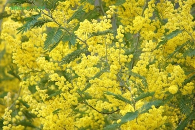 ミモザ祭り（Mimosa Festival）2014：フランス