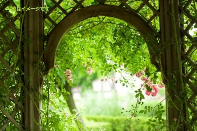 オープン・ガーデン＆スクエア（Open Garden Squares Weekend）2014：イギリス