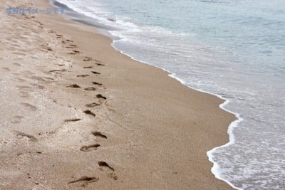 北海ビーチ・マラソン（North Sea Beach Marathon）2014：デンマーク