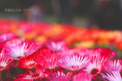 聖エフィジオ祭（Sagra di Sant'Efisio）：イタリア　