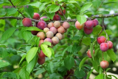 プラム種とばし大会（Prune Spitting Festival）：フランス