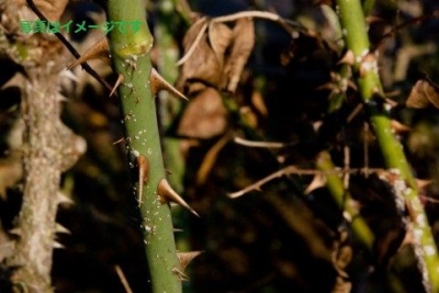 世界イラクサ食い選手権大会(World Stinging Nettle Eating Championship)：イギリス