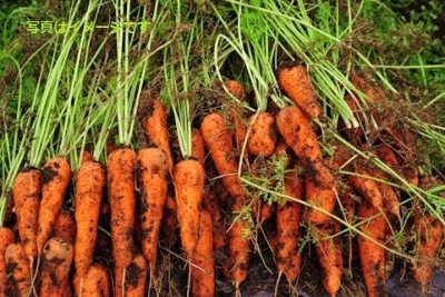 錦山人参祭り：韓国