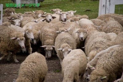 移牧祭（Fete de la transhumance）：フランス