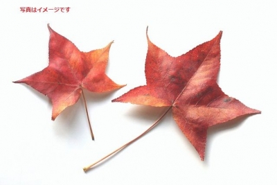 カナダの日(Canada Day)：カナダ