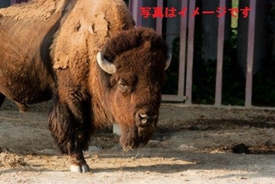 バッファロー ラウンドアップ（Buffalo Roundup & Arts Festival）：アメリカ