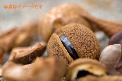 第48回　世界トチの実（コンカー）選手権大会(World Conker Championship,)：イギリス