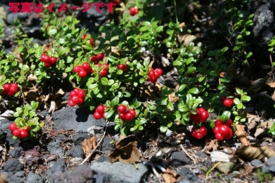 ベリー摘み世界選手権(The 2015  World Championships of Berry Picking)：フィンランド