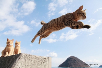 猫専門の写真展「ねこ専」(大阪)