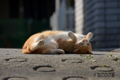 猫の合同写真展　ねこログ展